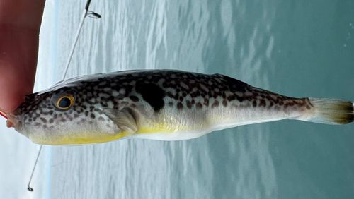 クサフグの釣果
