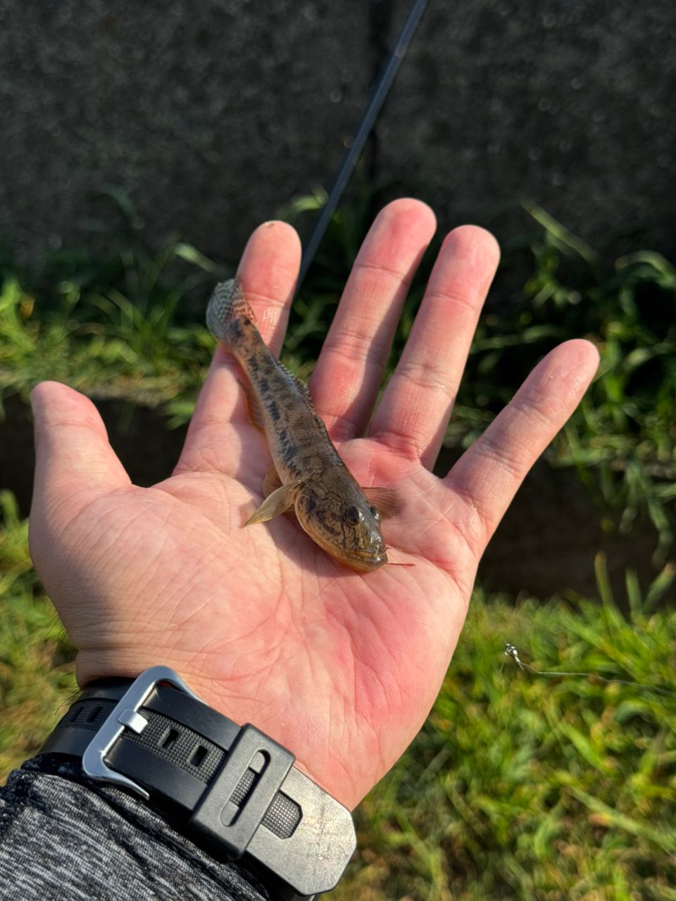 マハゼ