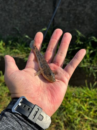 マハゼの釣果