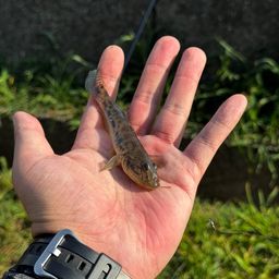 マハゼ