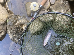 ヤマメの釣果