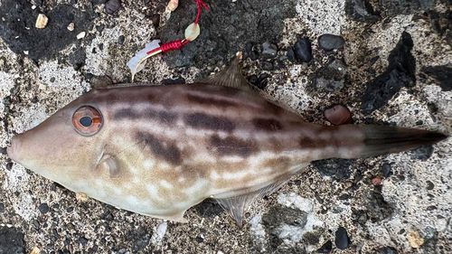 ウマヅラハギの釣果