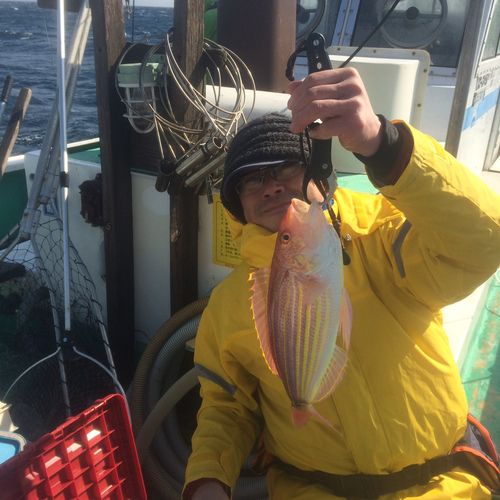 イトヨリダイの釣果