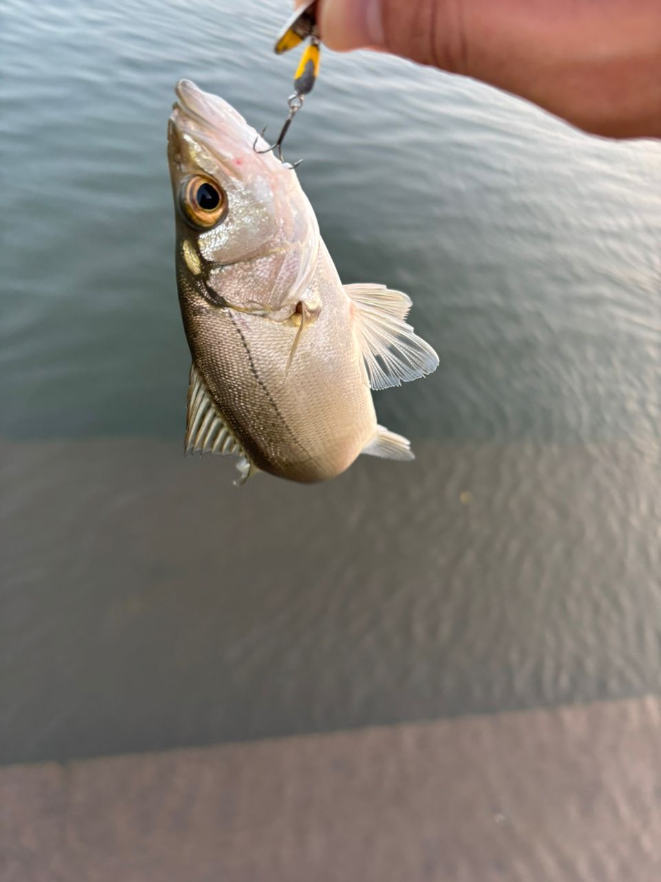 クロダイ