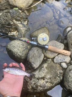 ヤマメの釣果