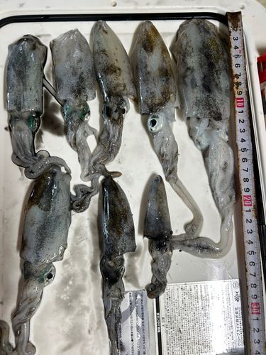 アオリイカの釣果