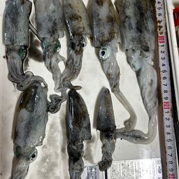 アオリイカ