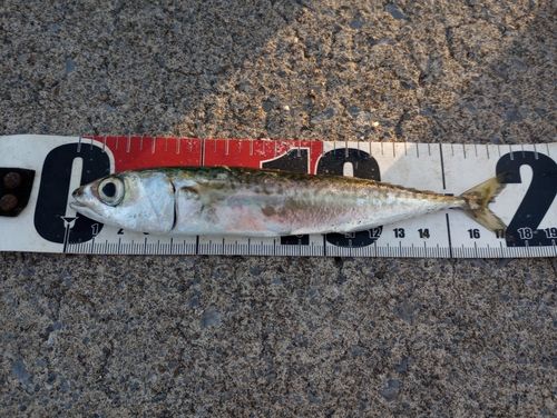 サバの釣果