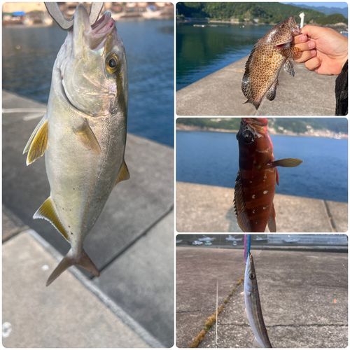 ネリゴの釣果