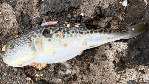 クサフグの釣果