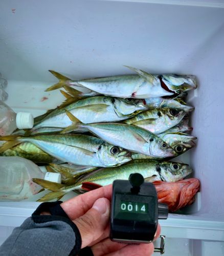 アジの釣果