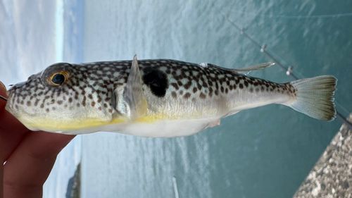 クサフグの釣果