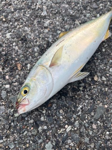 ツバスの釣果