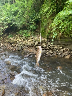 ヤマメの釣果