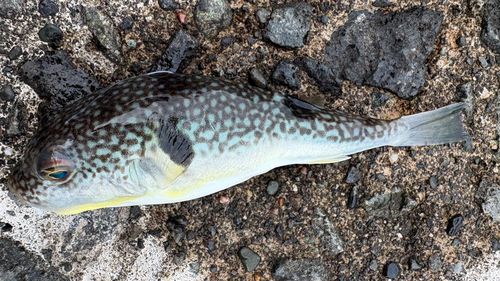 クサフグの釣果