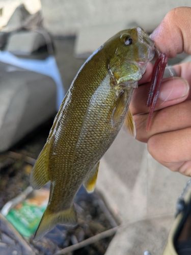 スモールマウスバスの釣果