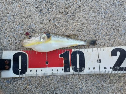 クサフグの釣果