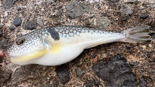 クサフグの釣果