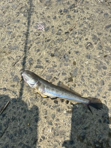 ハゼの釣果