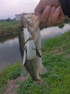 ブラックバスの釣果