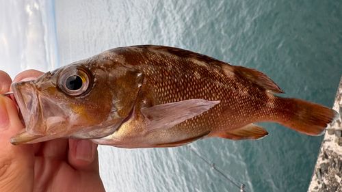 エゾメバルの釣果