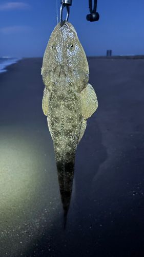 マゴチの釣果
