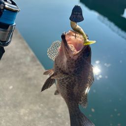 オオモンハタ