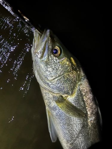 スズキの釣果