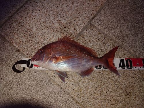 マダイの釣果