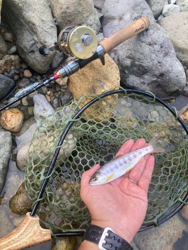 ヤマメの釣果