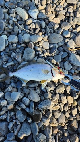 ショゴの釣果