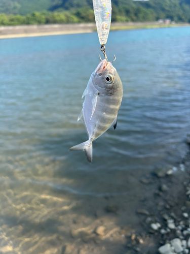 メッキの釣果