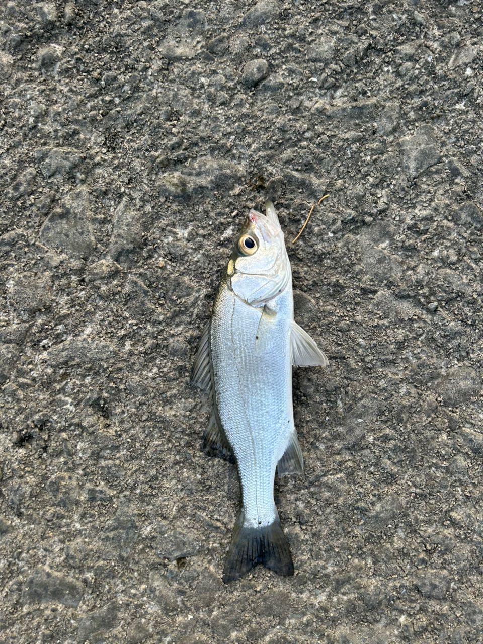 メッキ