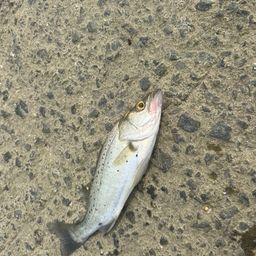 セイゴ（タイリクスズキ）