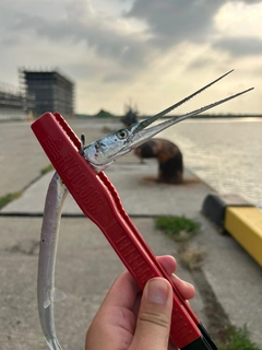 ダツの釣果