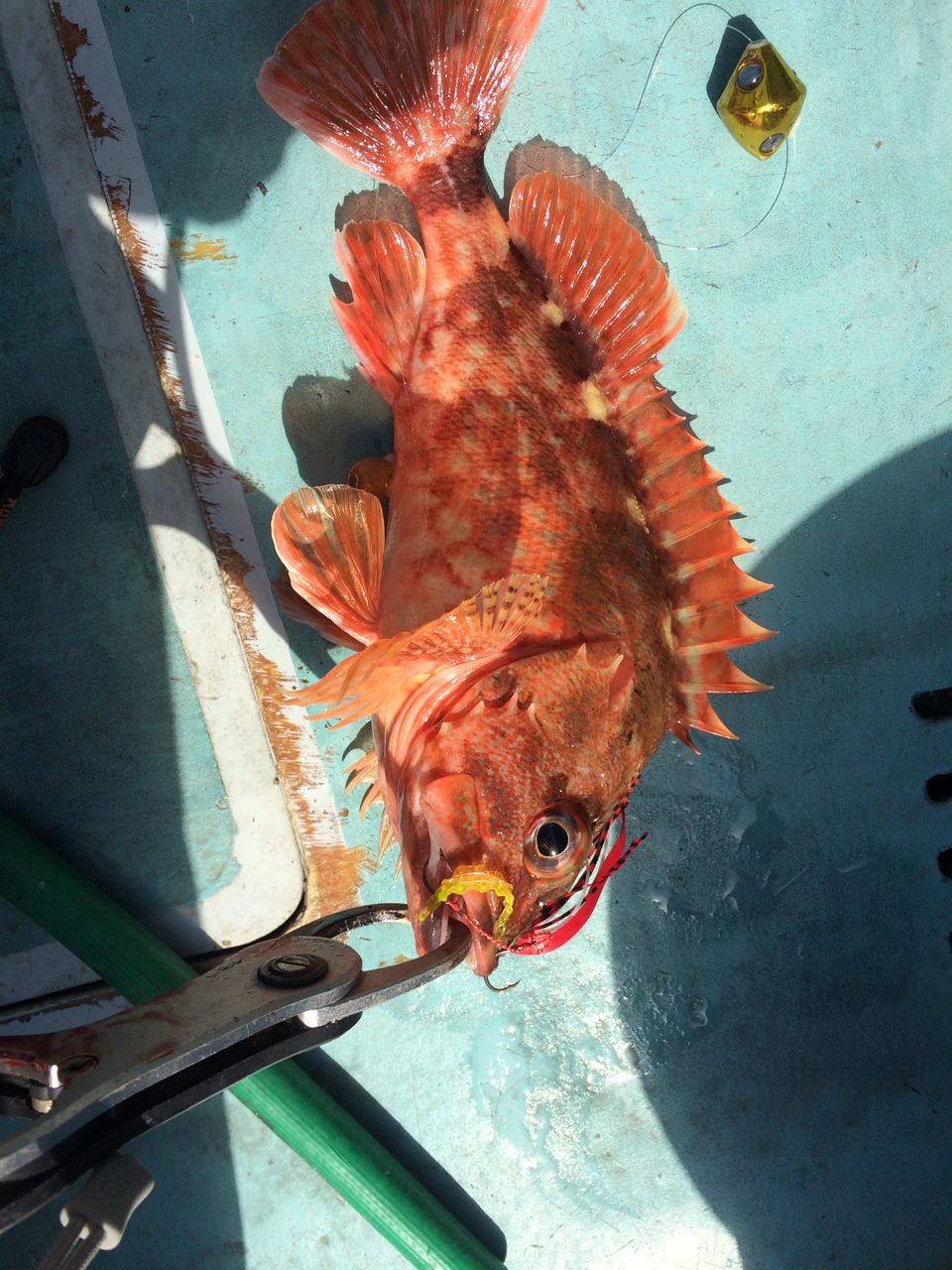 どかじゃさんの釣果 3枚目の画像