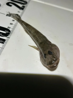 ハゼの釣果