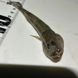 ハゼ