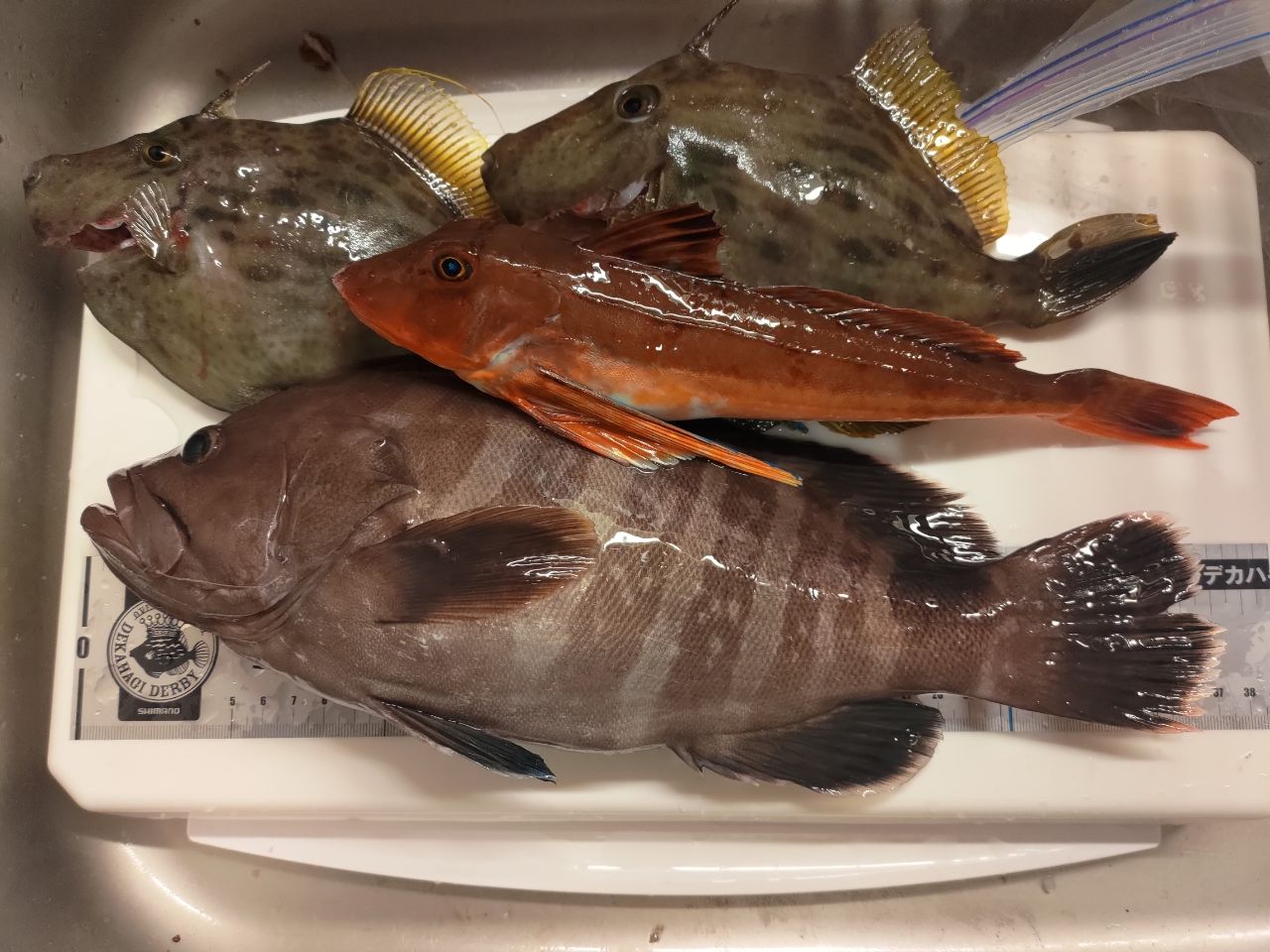 カワハギ