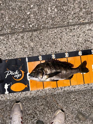 クロダイの釣果