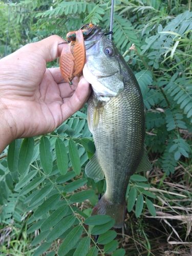 ラージマウスバスの釣果