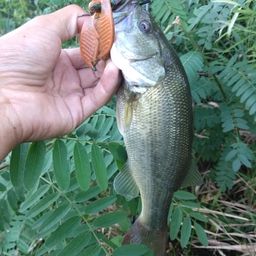 ラージマウスバス