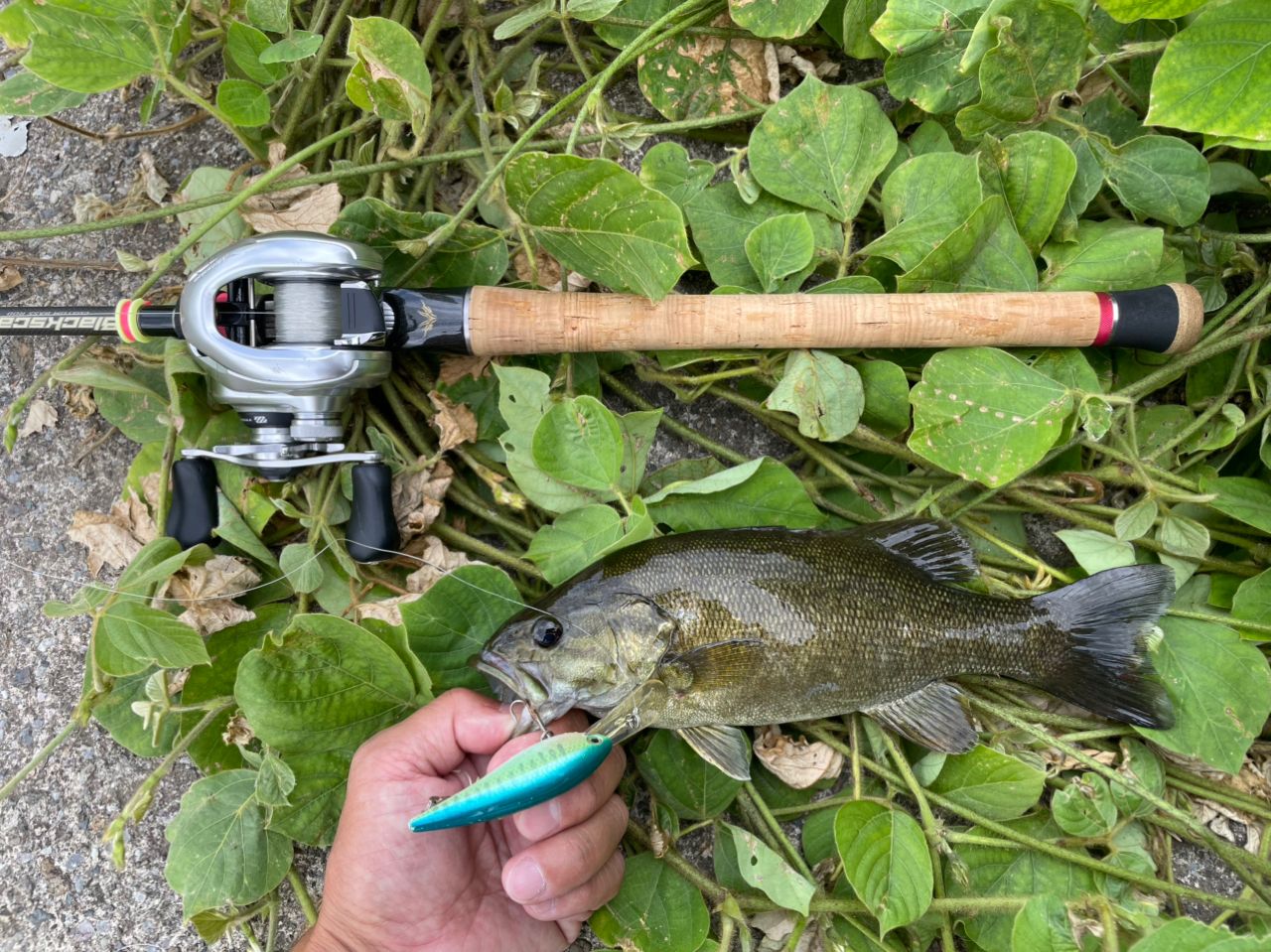 スモールマウスバス