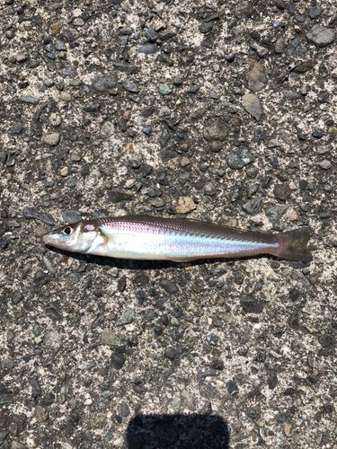 シロギスの釣果