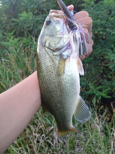 ラージマウスバスの釣果