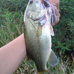 ラージマウスバス