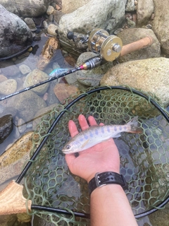 ヤマメの釣果