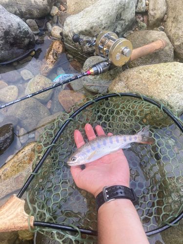 ヤマメの釣果