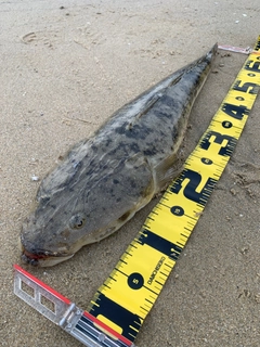 マゴチの釣果