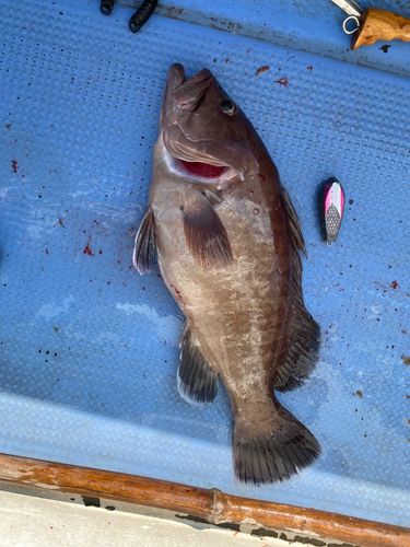 マハタの釣果